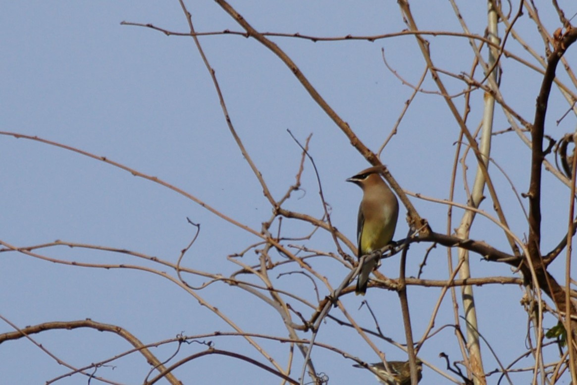 Cedar Waxwing - ML612175036