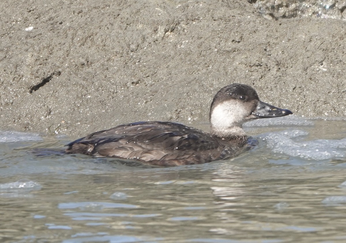 Black Scoter - ML612175194