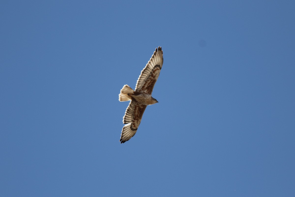 Ferruginous Hawk - ML612175249