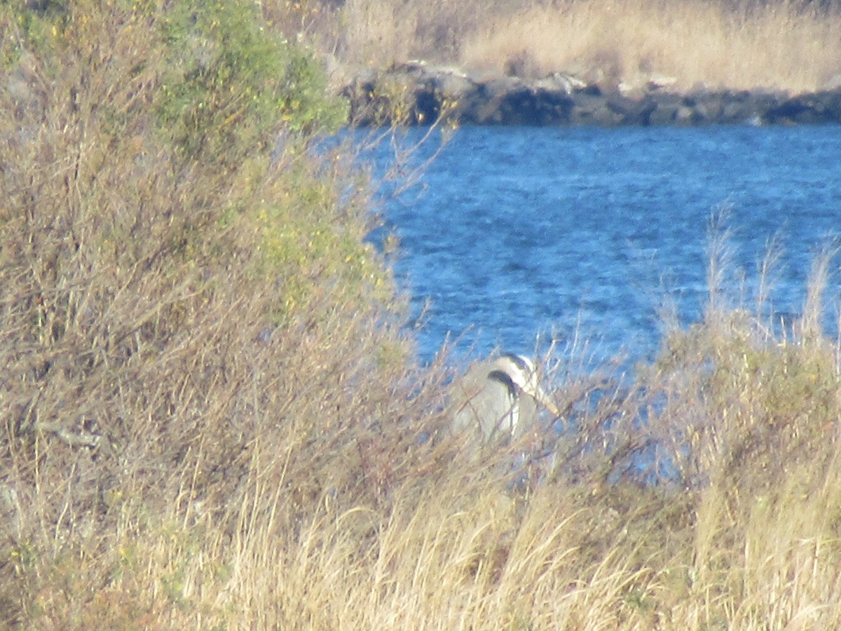 Great Blue Heron - ML612175292