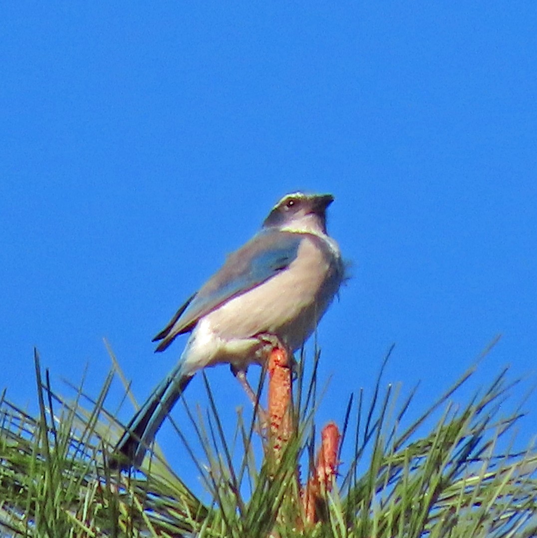 California Scrub-Jay - ML612175295