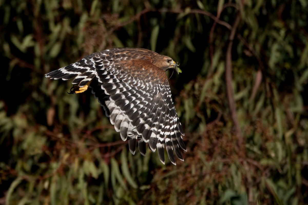 Red-shouldered Hawk - David Ornellas