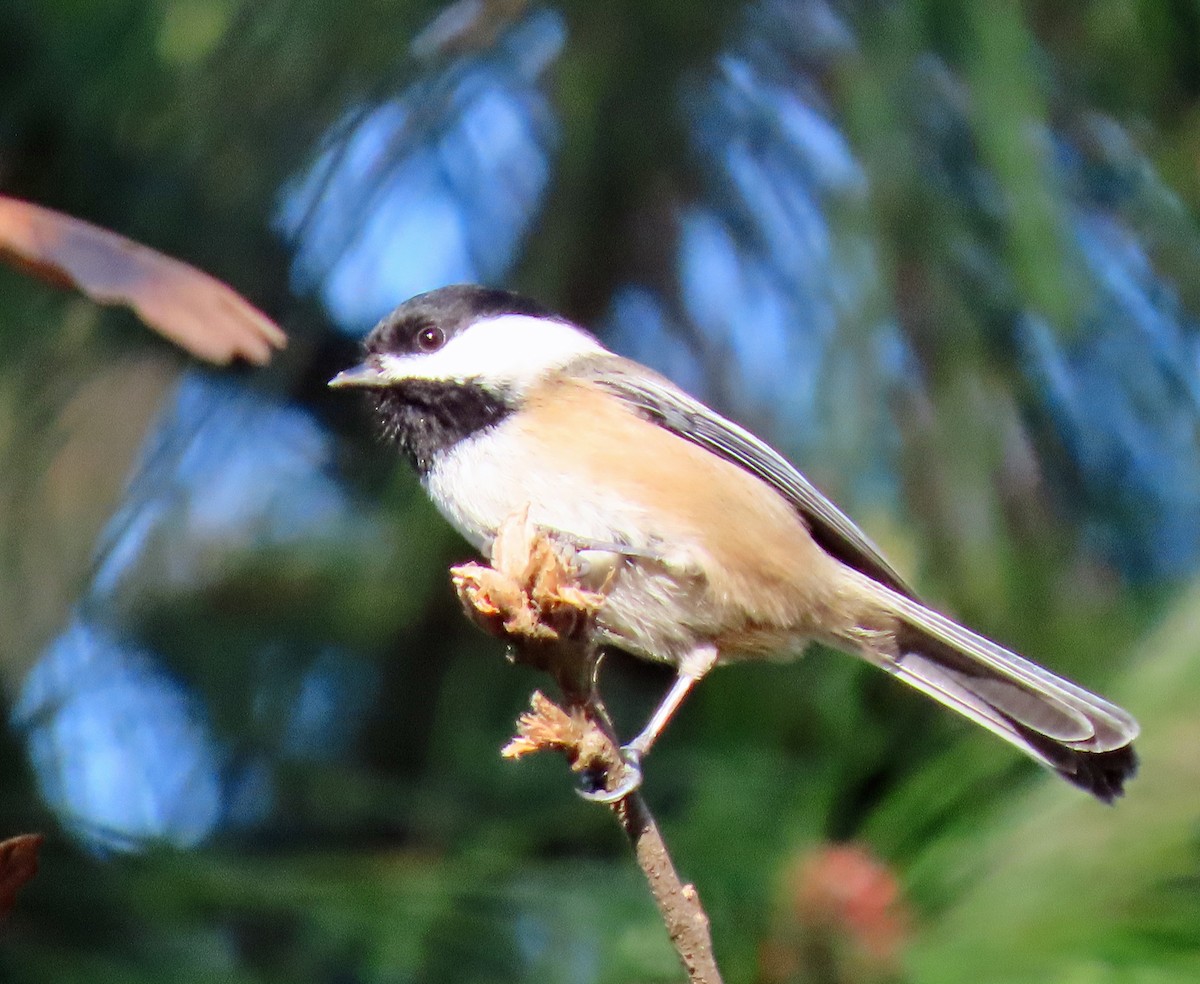 Black-capped Chickadee - ML612175301
