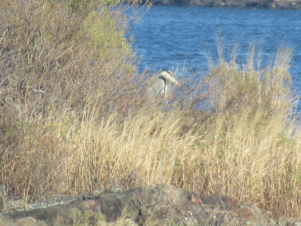 Great Blue Heron - ML612175327