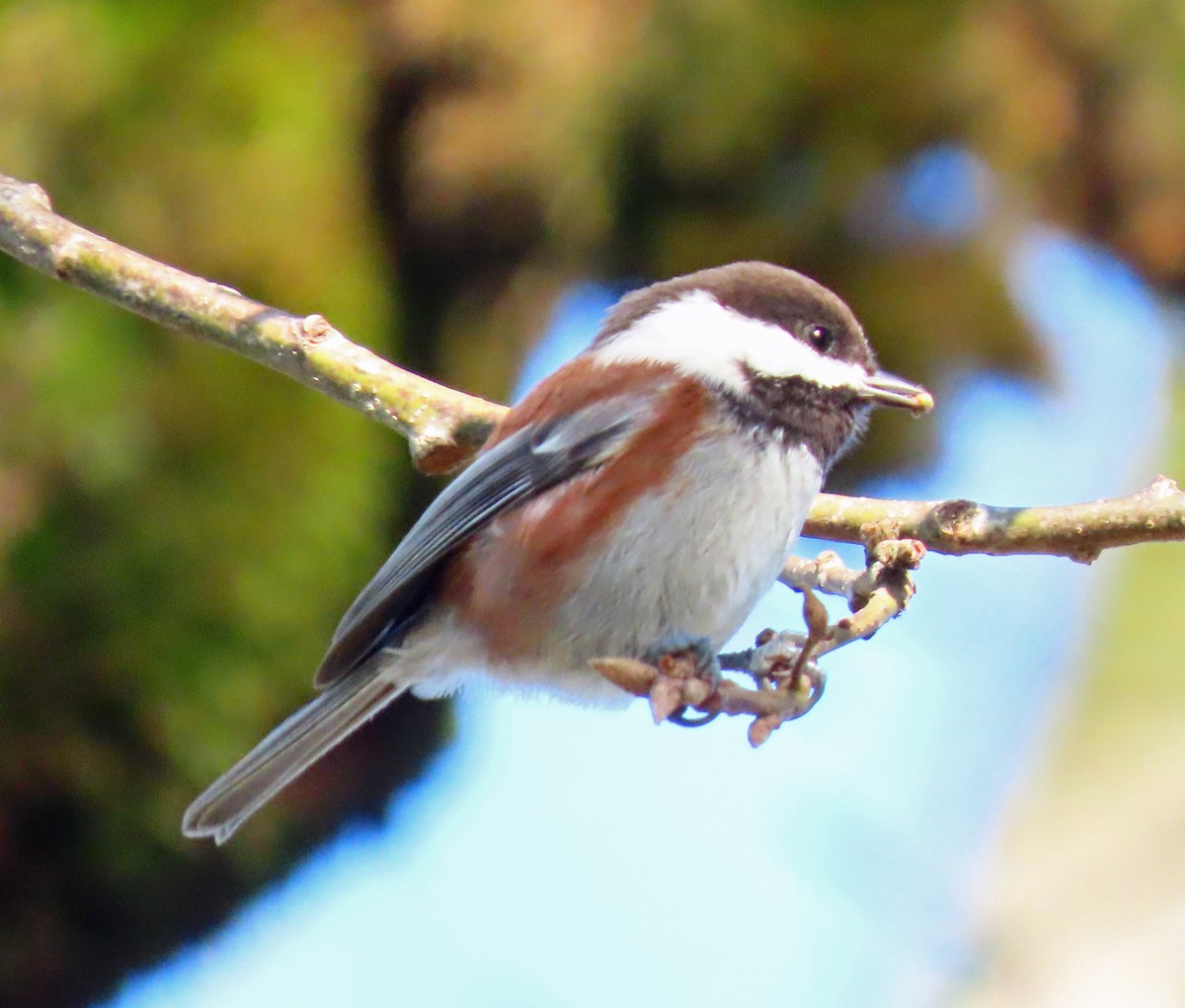 Chestnut-backed Chickadee - ML612175332