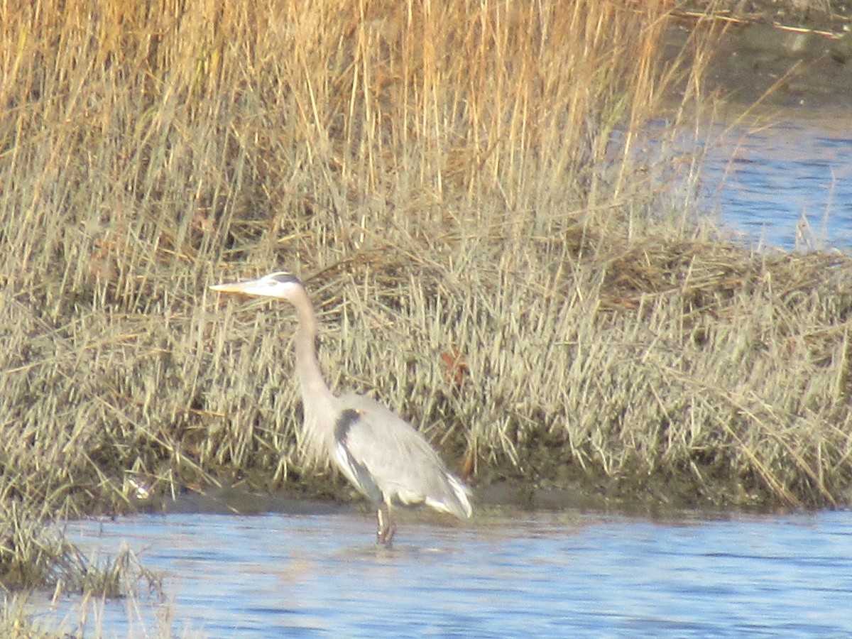 Great Blue Heron - ML612175352