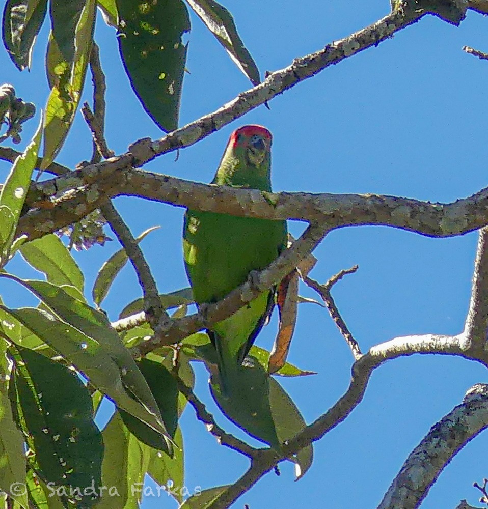 Pileated Parrot - ML612175373