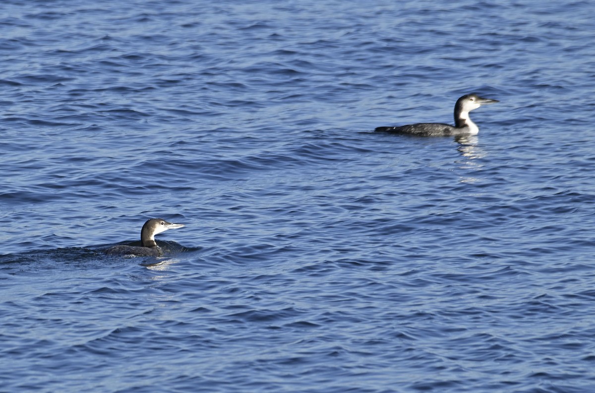 Plongeon huard - ML612175479