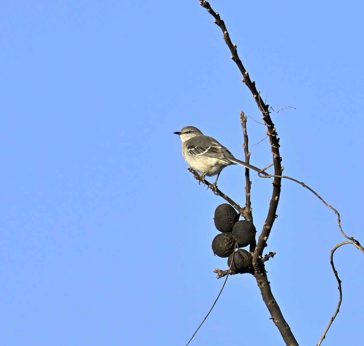 Northern Mockingbird - ML612175570