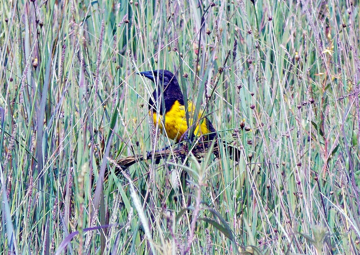 Yellow-rumped Marshbird - ML612175571