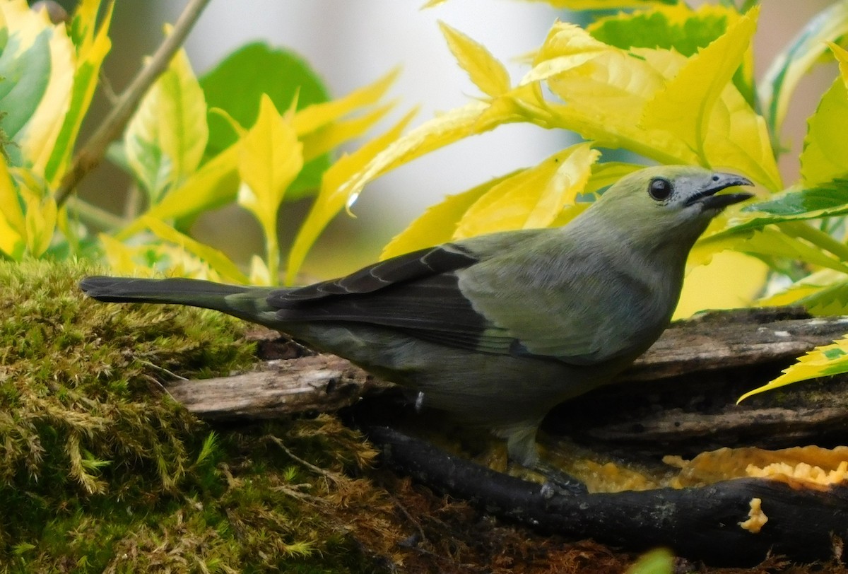 Palm Tanager - ML612175595