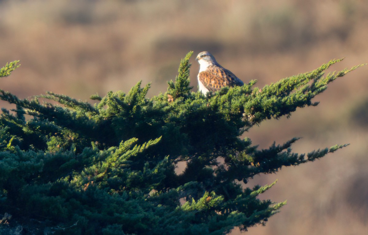 Ferruginous Hawk - Steve Colwell