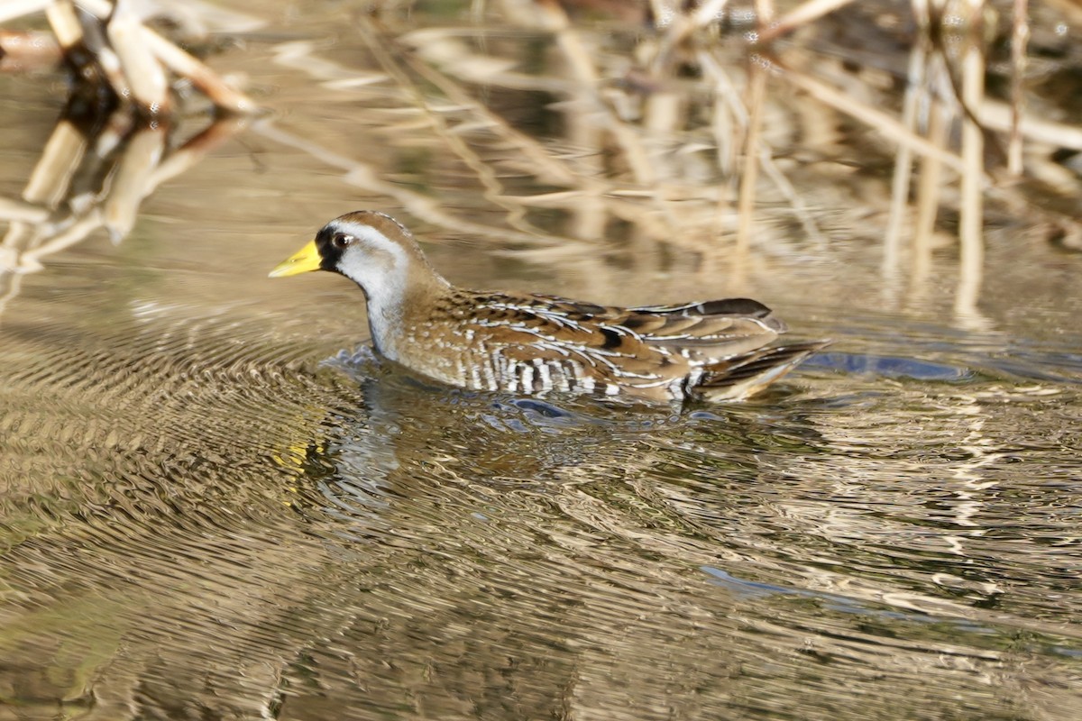 Carolinasumpfhuhn - ML612175687