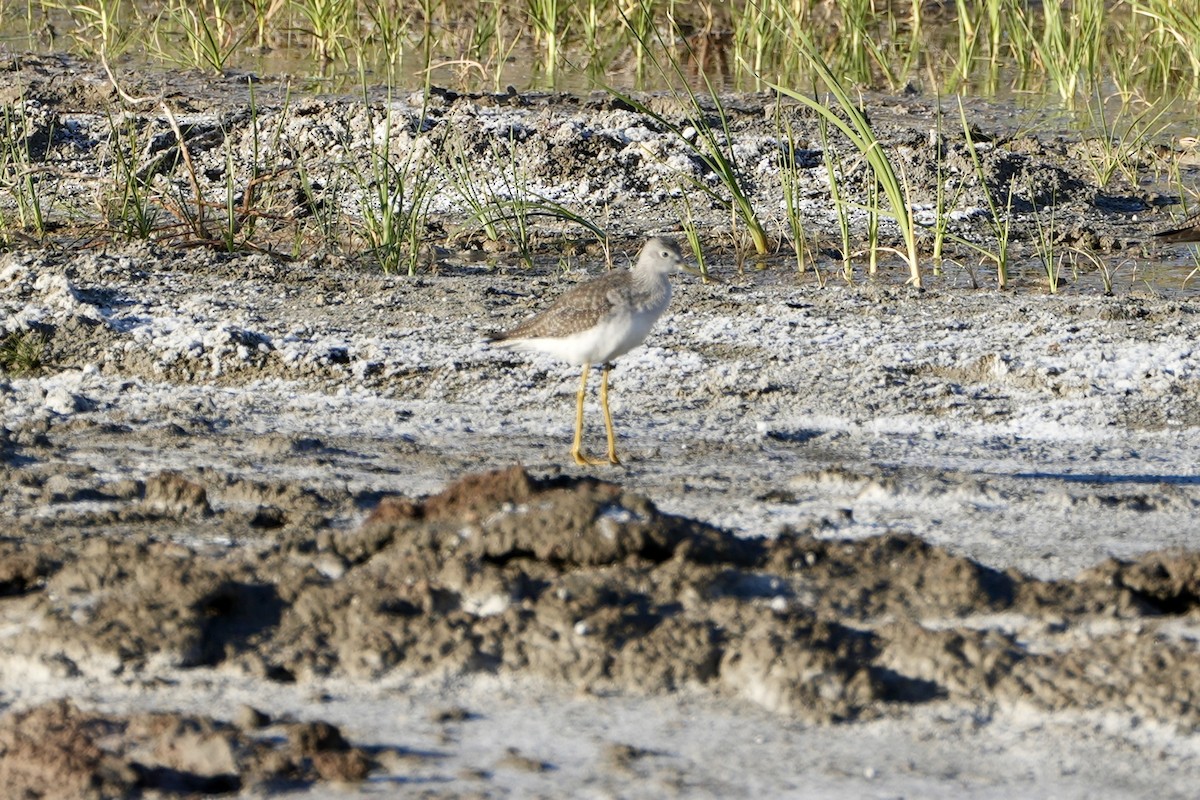Greater Yellowlegs - Kevin Waggoner