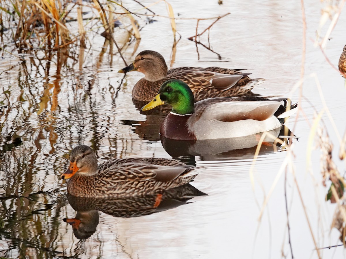 Mallard - Hank Heiberg