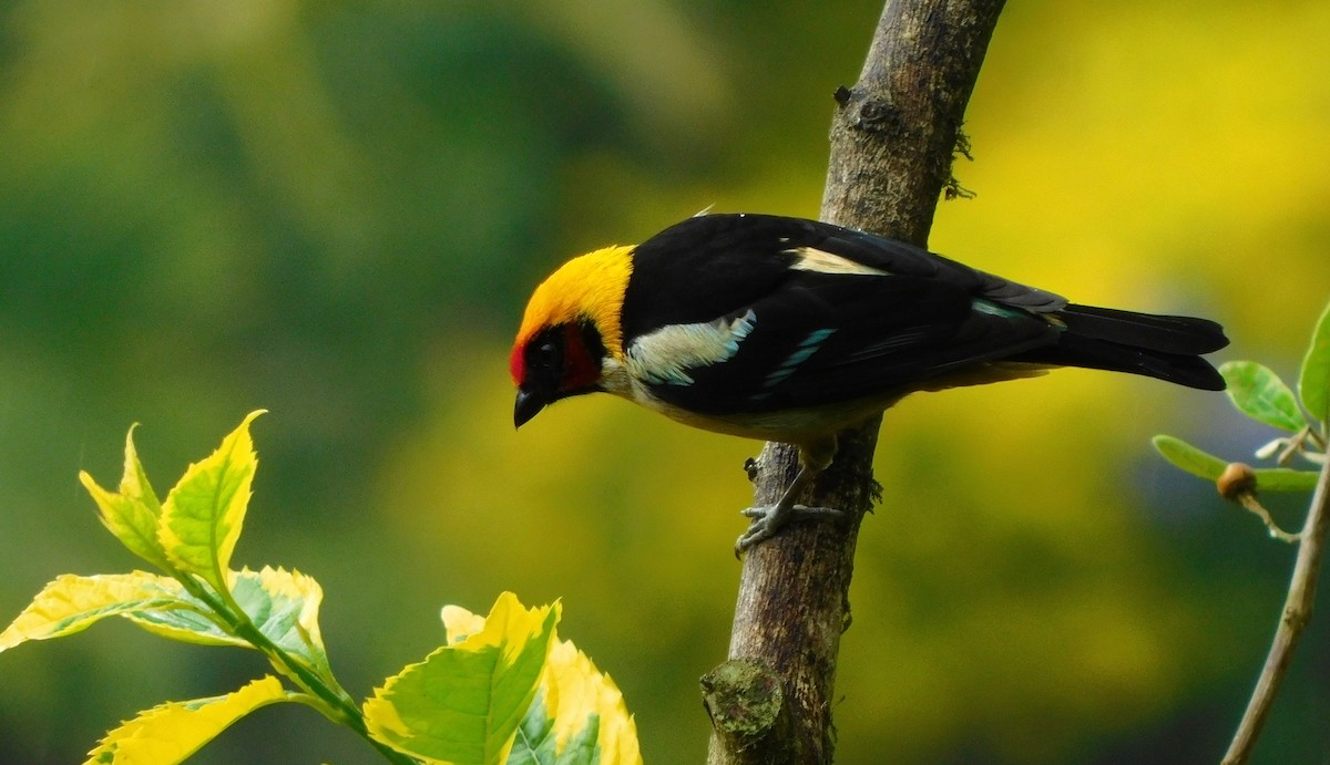 Flame-faced Tanager - ML612175845