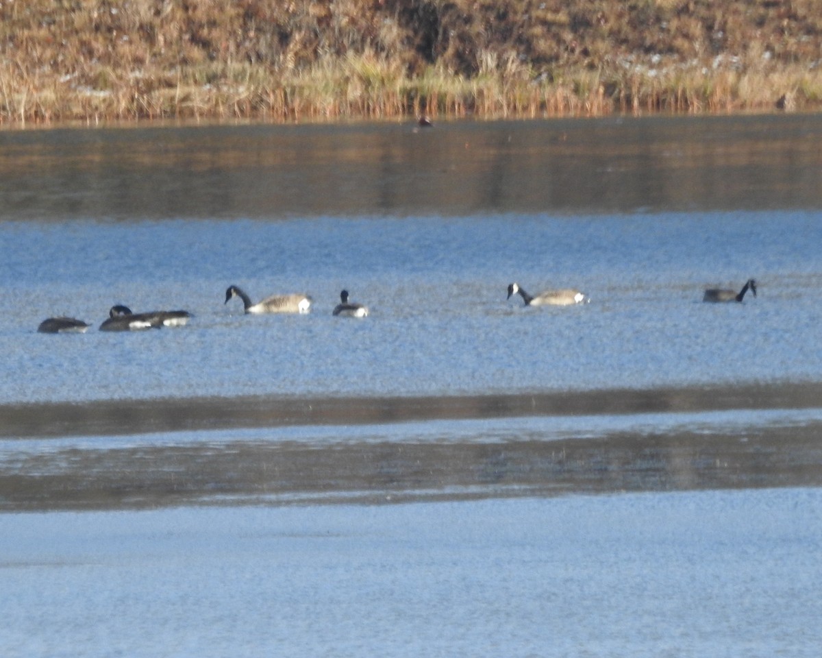 Canada Goose - ML612175848