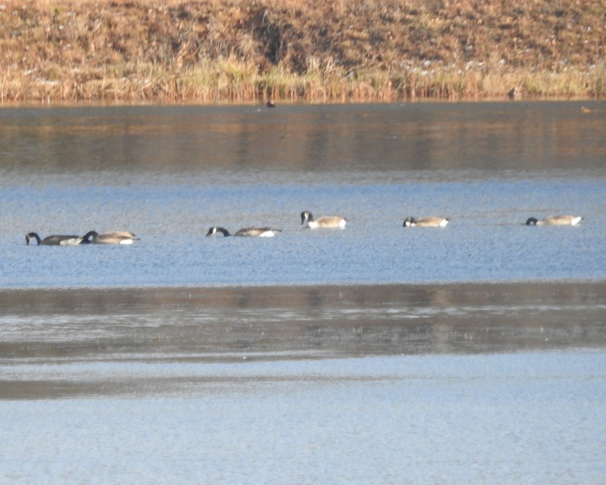 Canada Goose - ML612175849