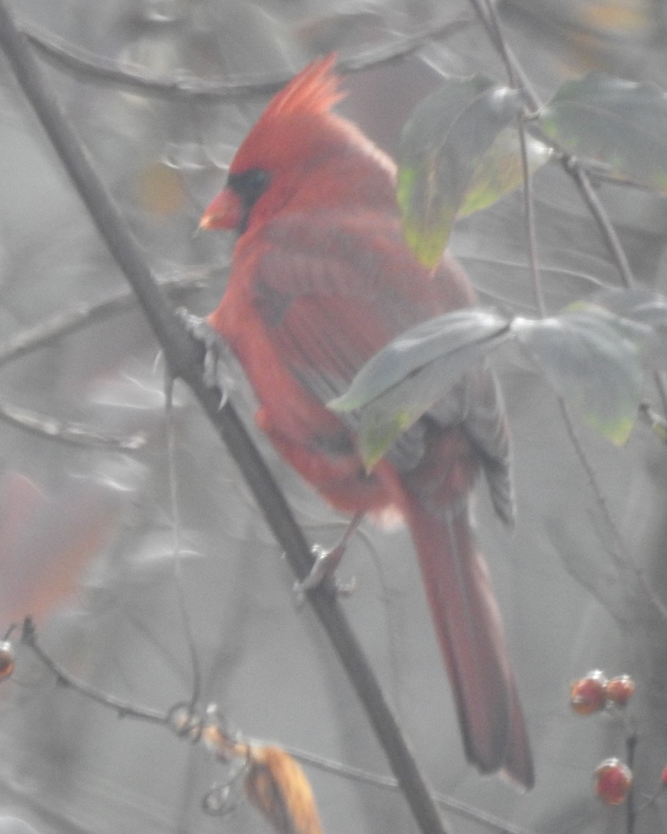 Northern Cardinal - ML612175850