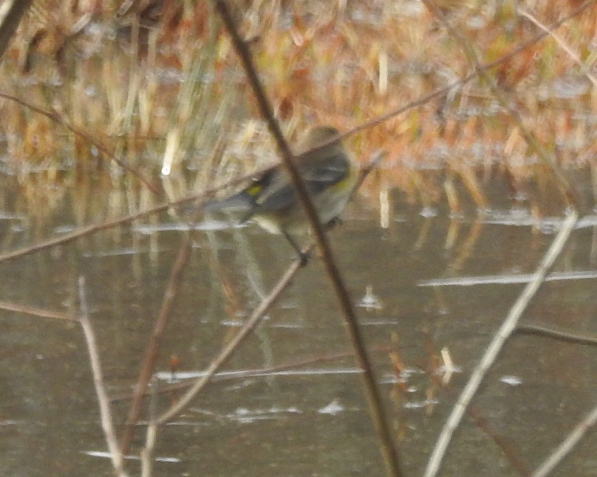 Yellow-rumped Warbler - ML612175856