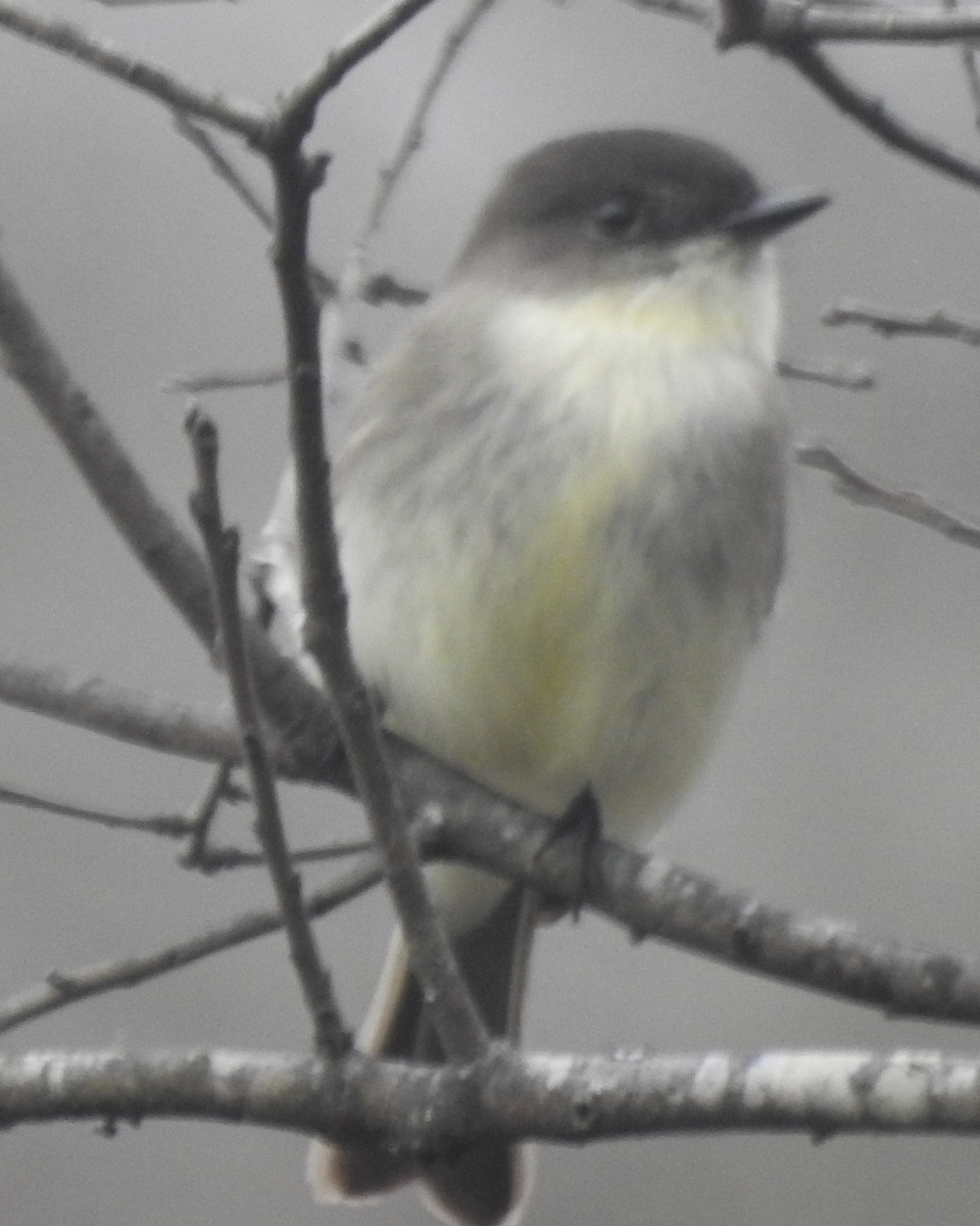 Eastern Phoebe - ML612175864