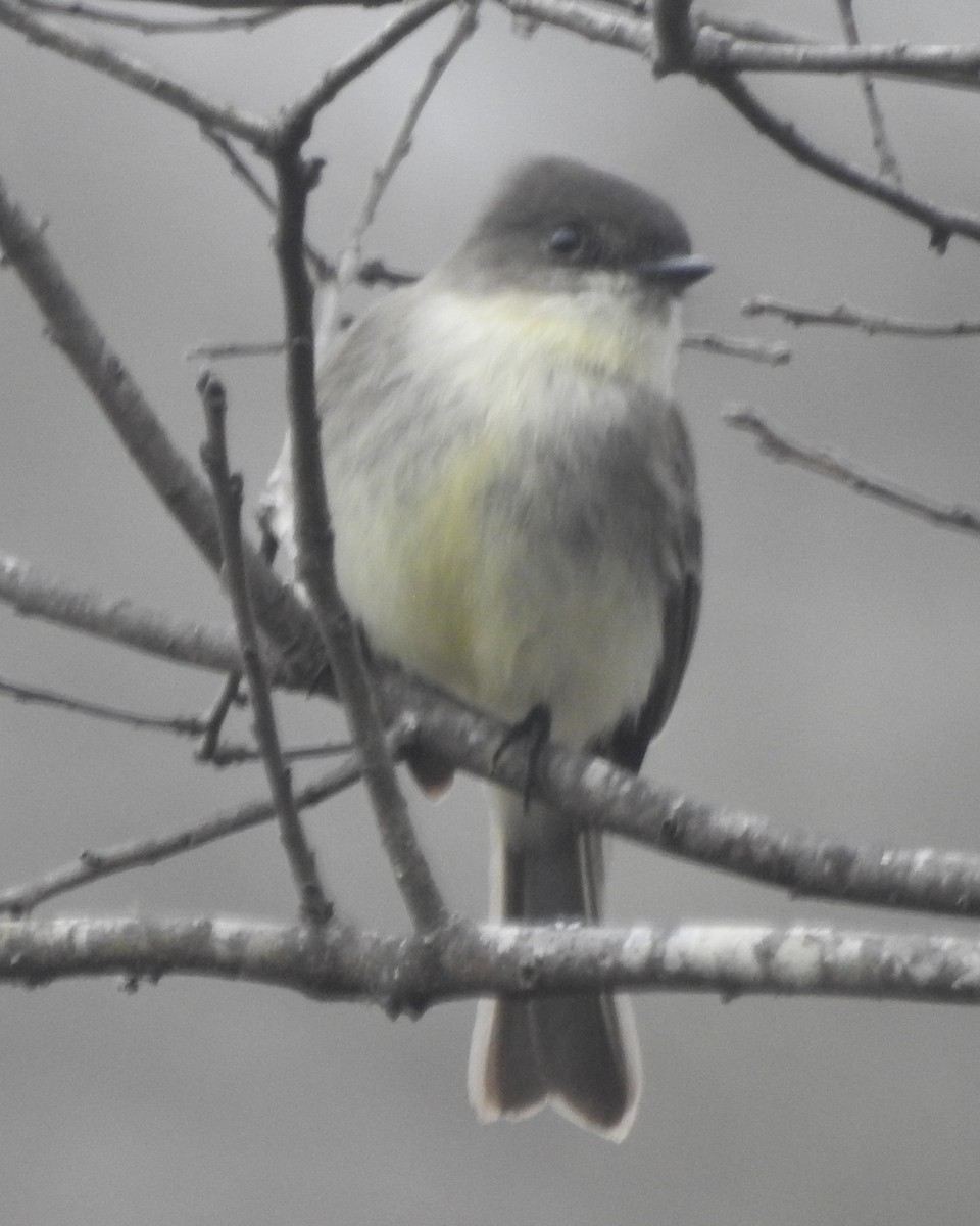 Eastern Phoebe - ML612175865