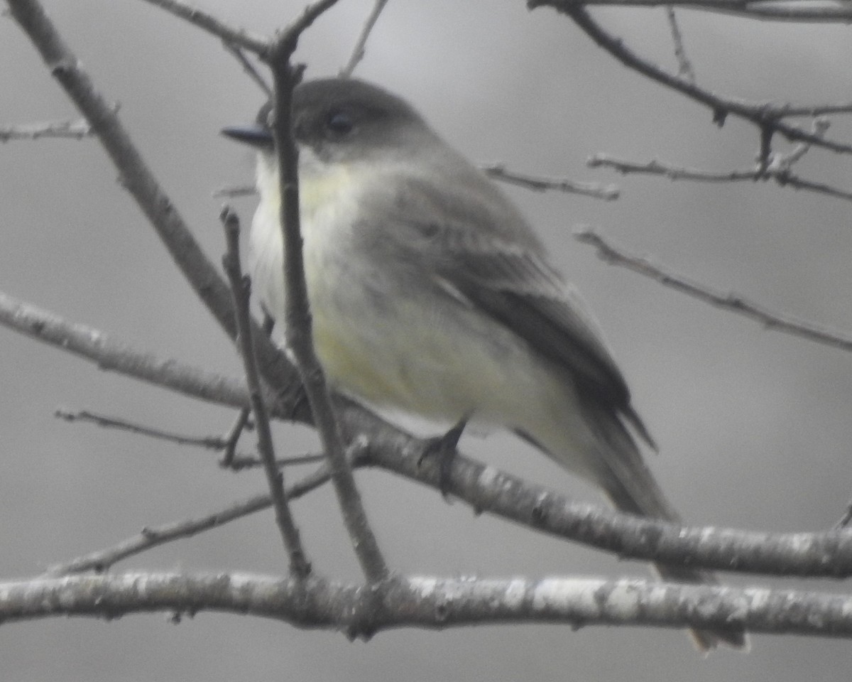 Eastern Phoebe - ML612175866