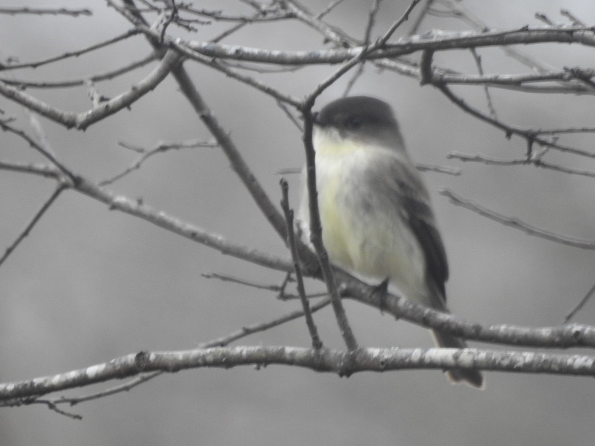 Eastern Phoebe - ML612175867