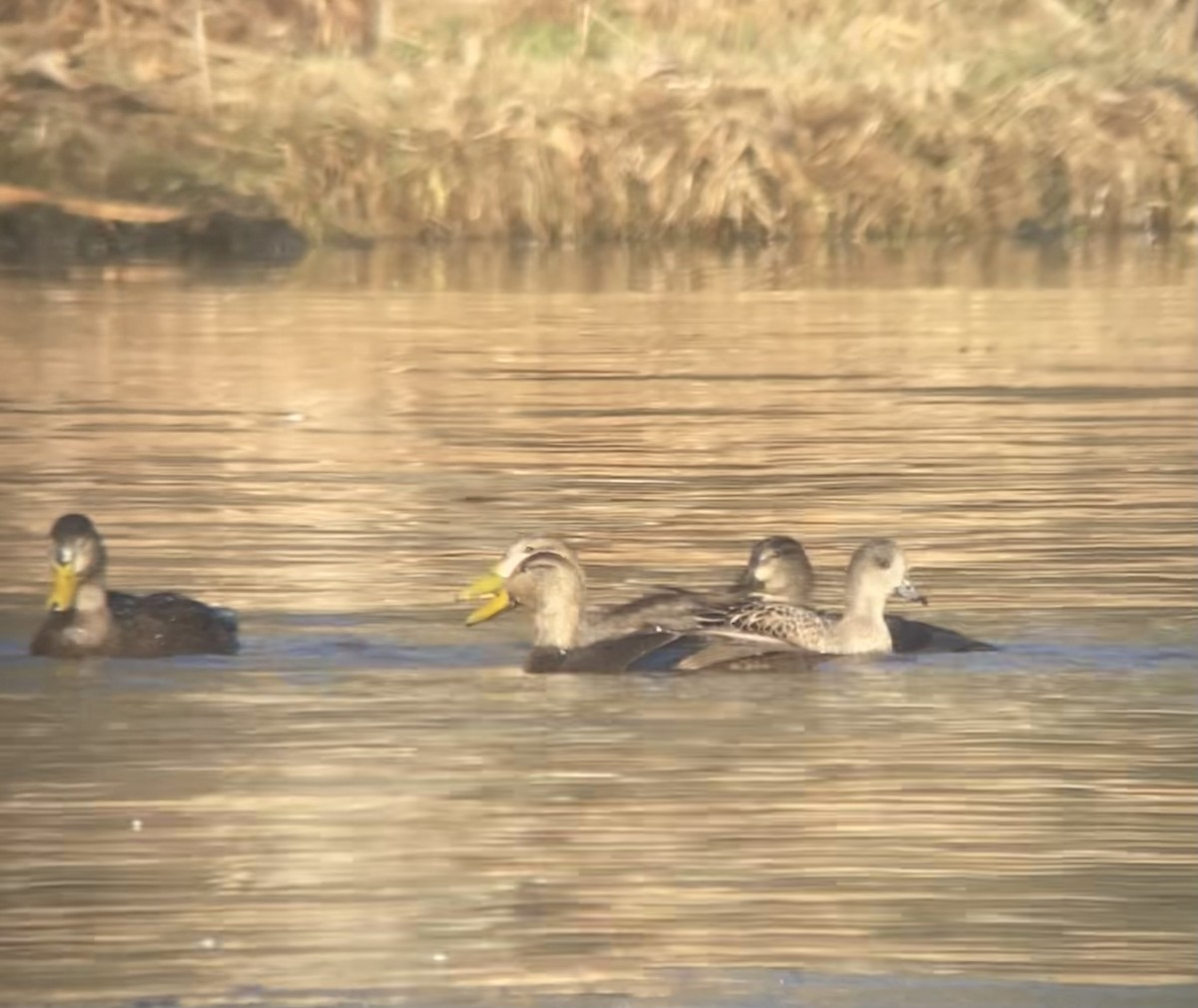 American Wigeon - ML612175868