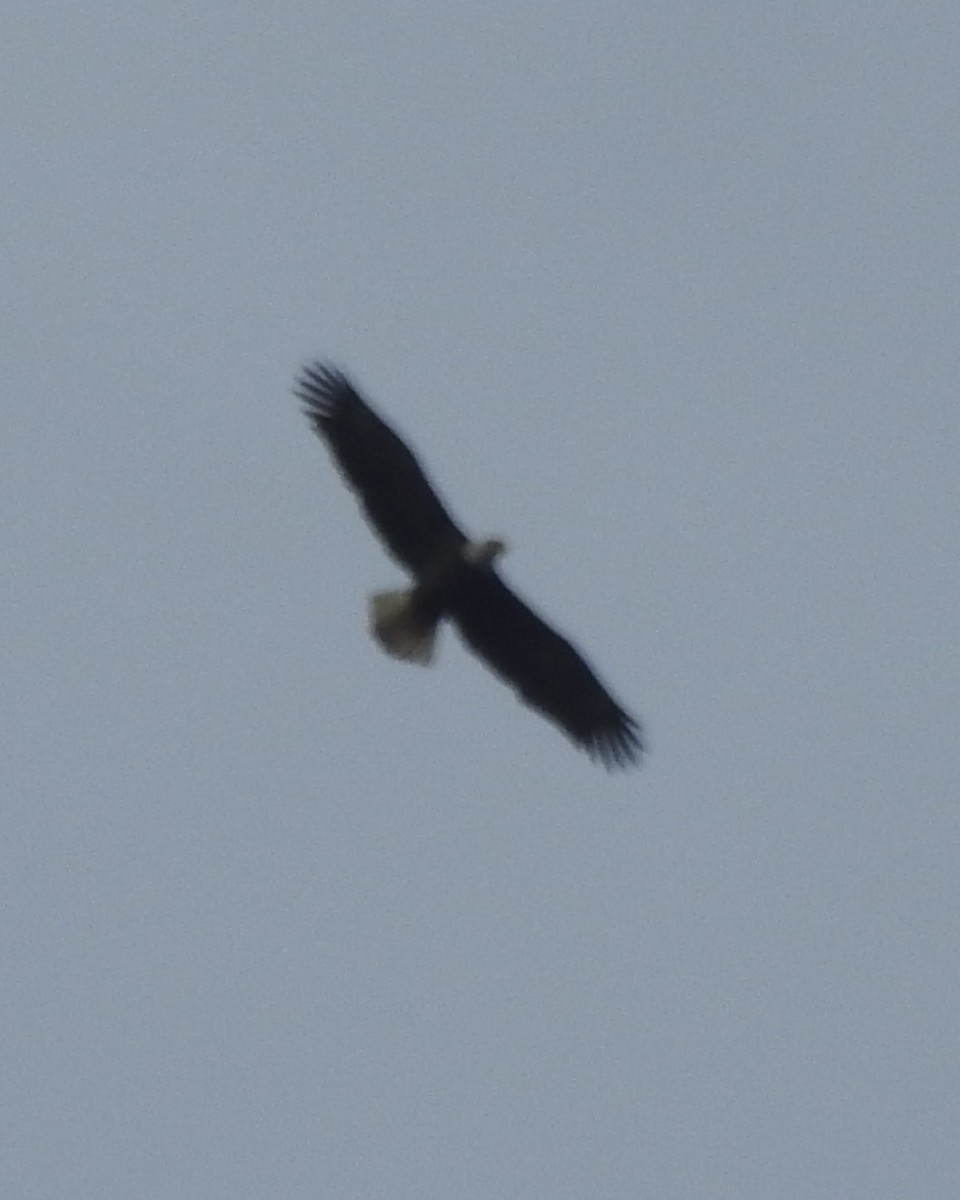 Bald Eagle - ML612175879