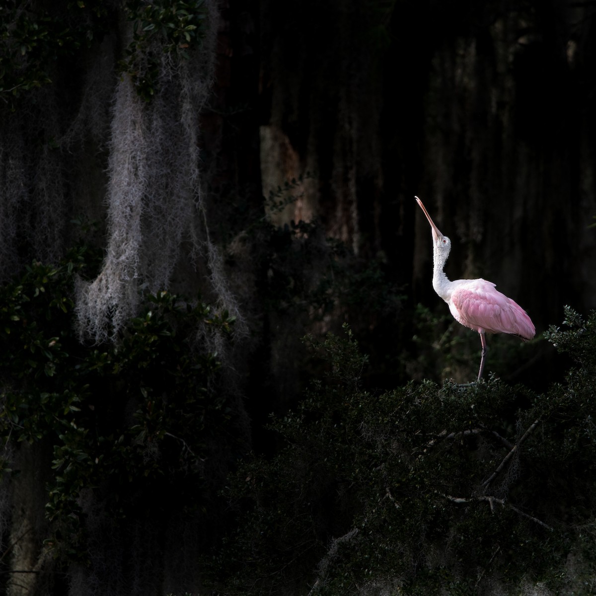 Roseate Spoonbill - ML612175885