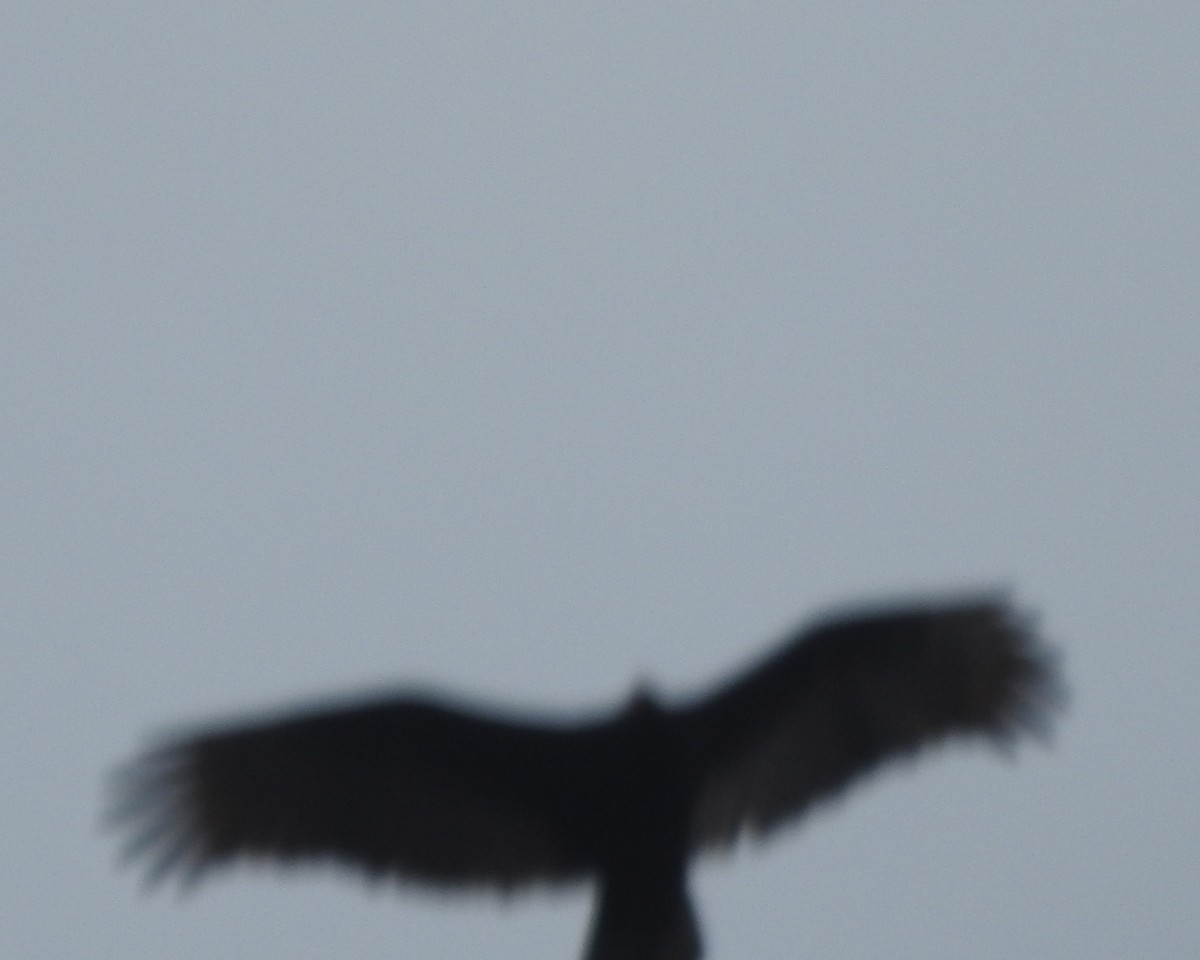 Turkey Vulture - ML612175898