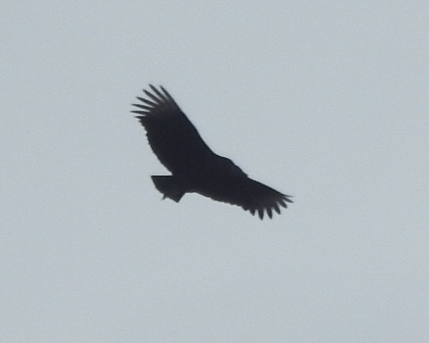 Black Vulture - ML612175905