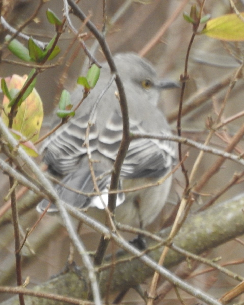 Northern Mockingbird - ML612175925