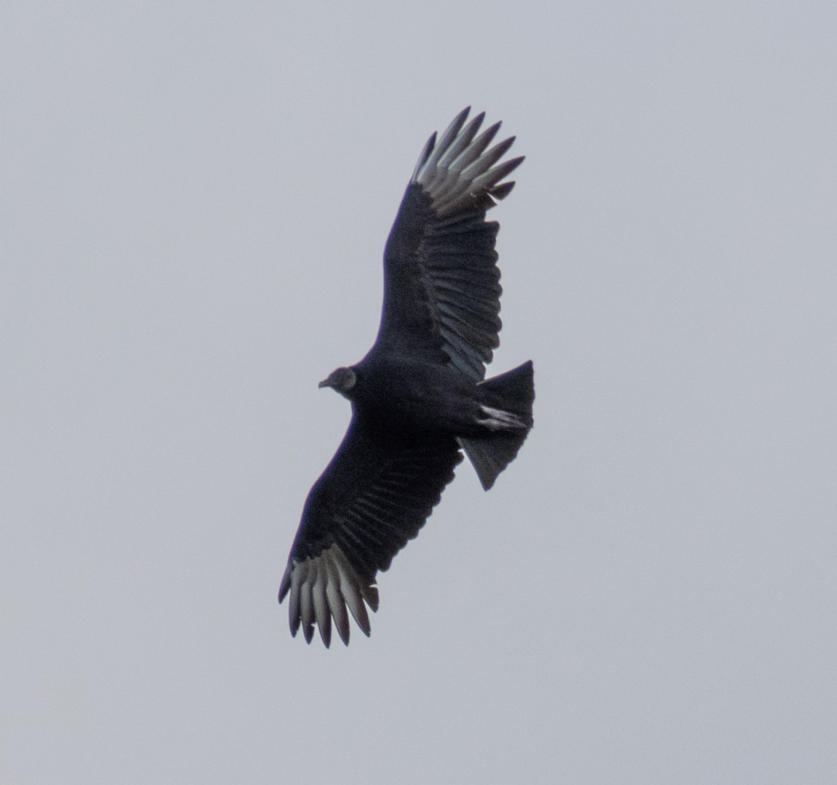 Black Vulture - ML612175946