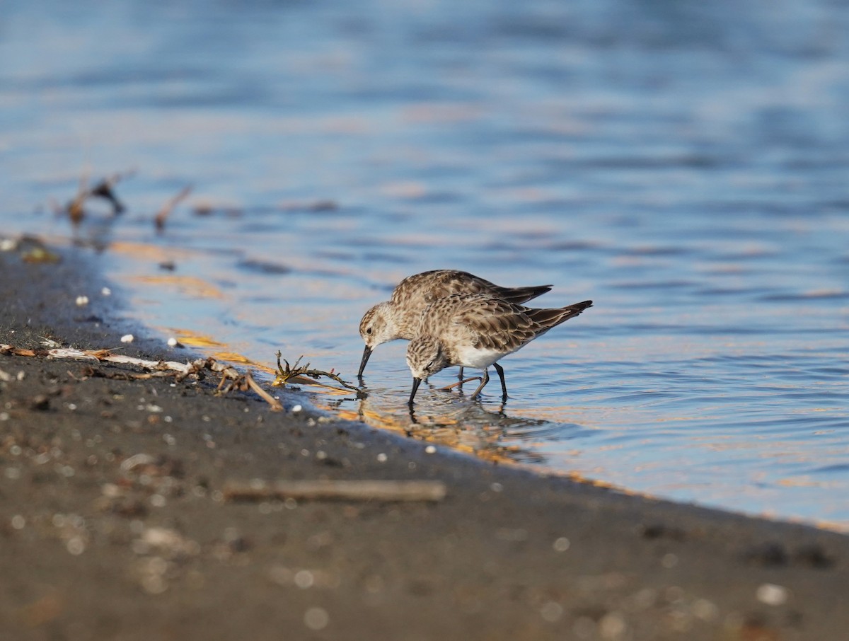 Baird's Sandpiper - ML612176002