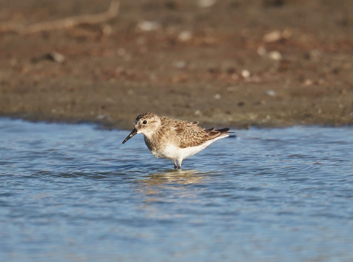 Baird's Sandpiper - ML612176003