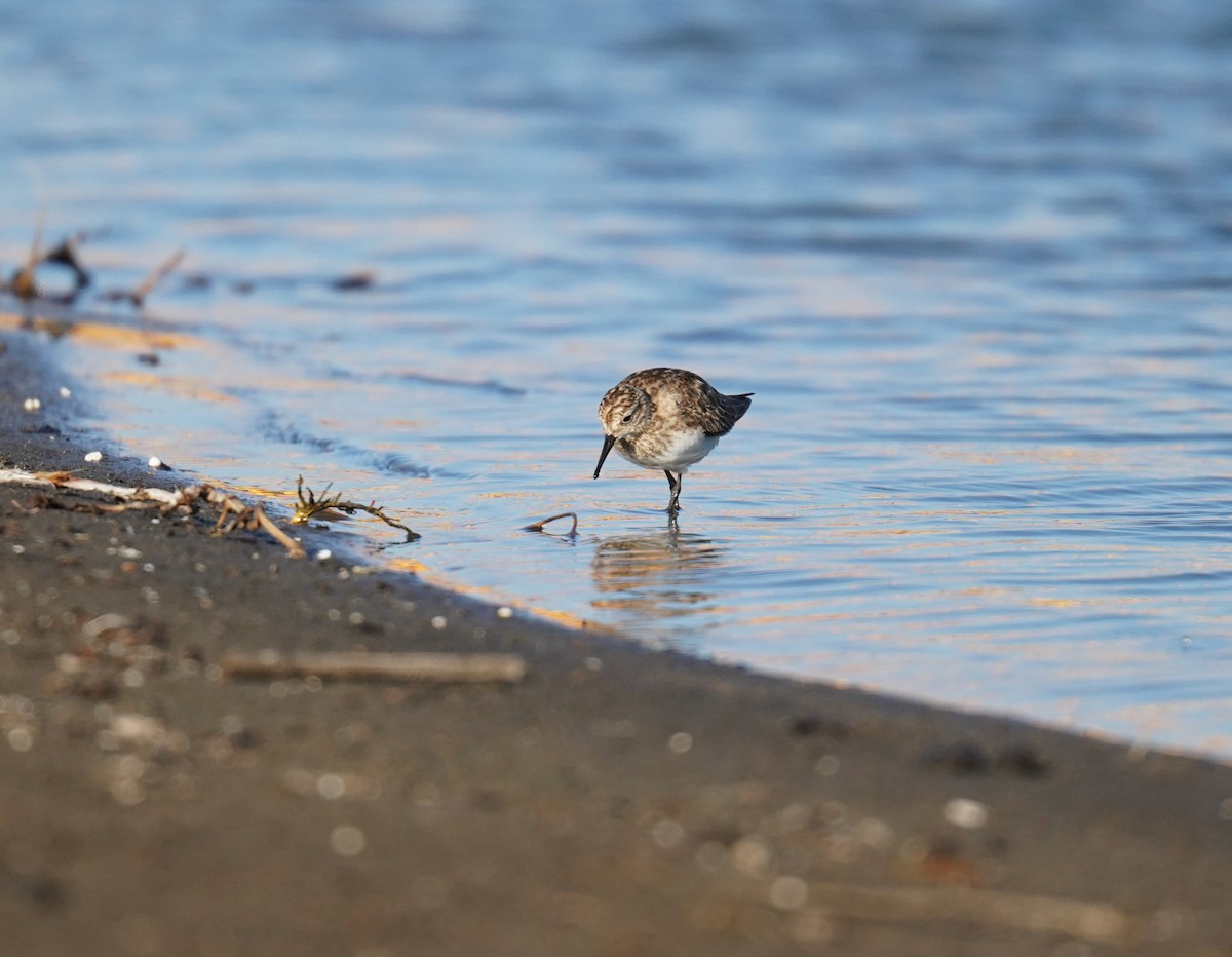 Baird's Sandpiper - ML612176004