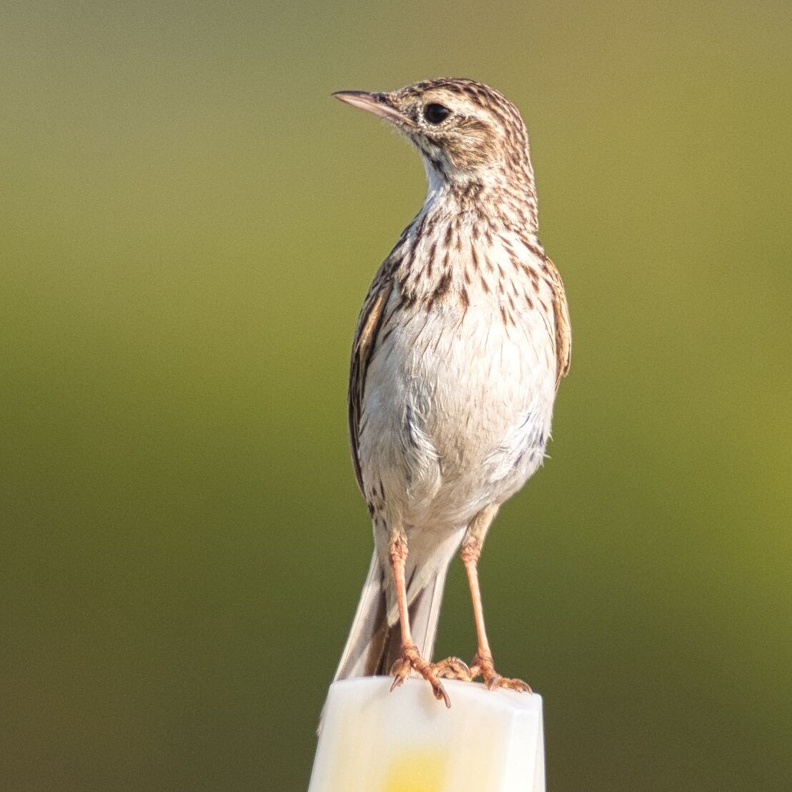 Bisbita Neozelandés (grupo australis) - ML612176019