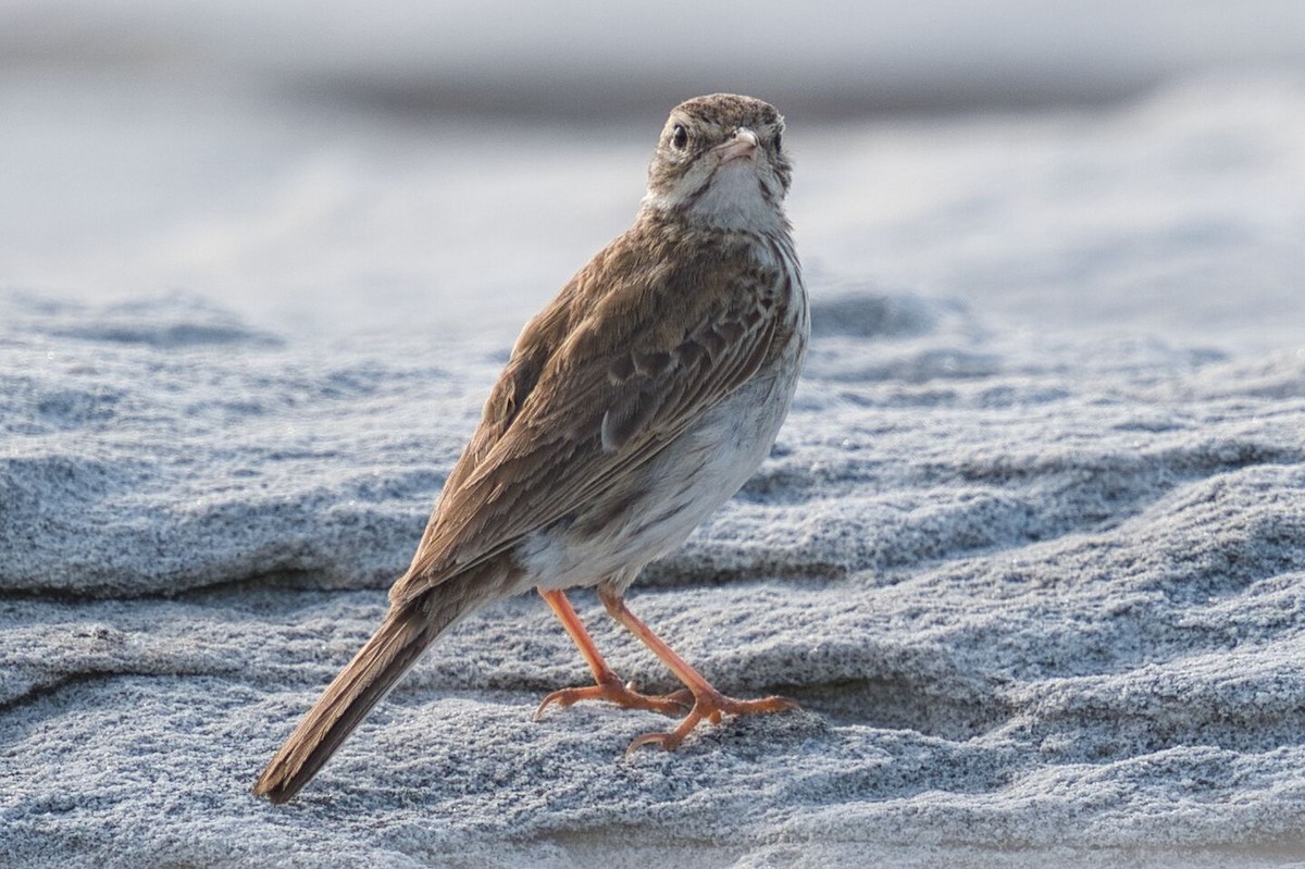 Bisbita Neozelandés (grupo australis) - ML612176024