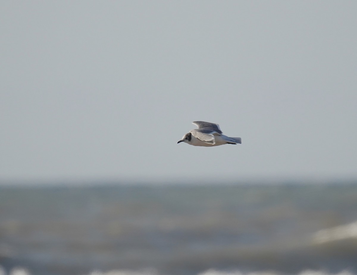 Franklin's Gull - ML612176058