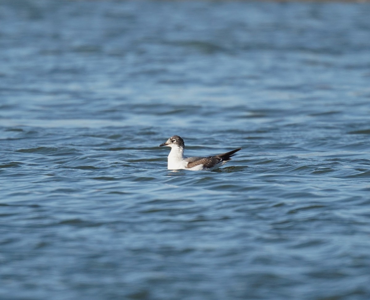 Franklin's Gull - ML612176059