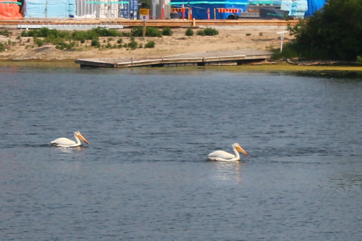 pelikán severoamerický - ML612176084