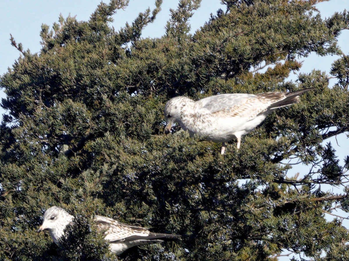 Ring-billed Gull - ML612176165