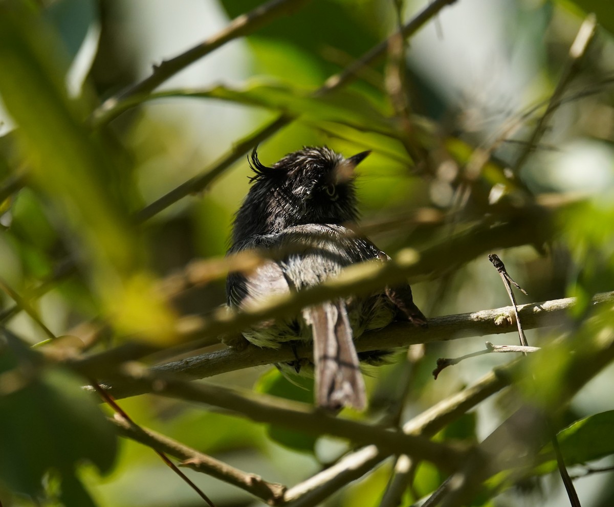 Tufted Tit-Tyrant - ML612176174