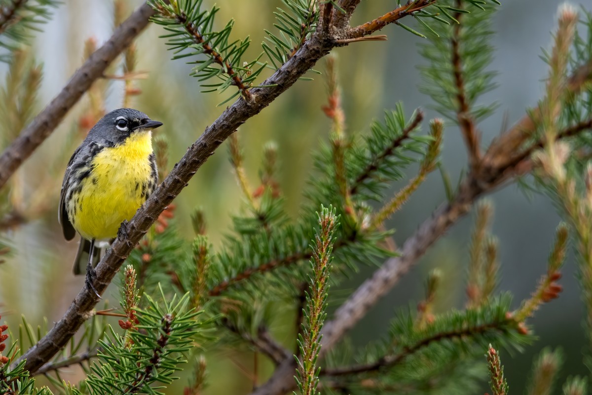 Kirtland's Warbler - Matthew Dolkart