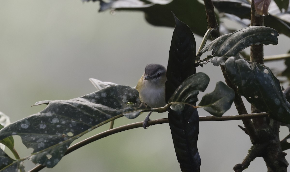 brunøyevireo (agilis gr.) - ML612176428