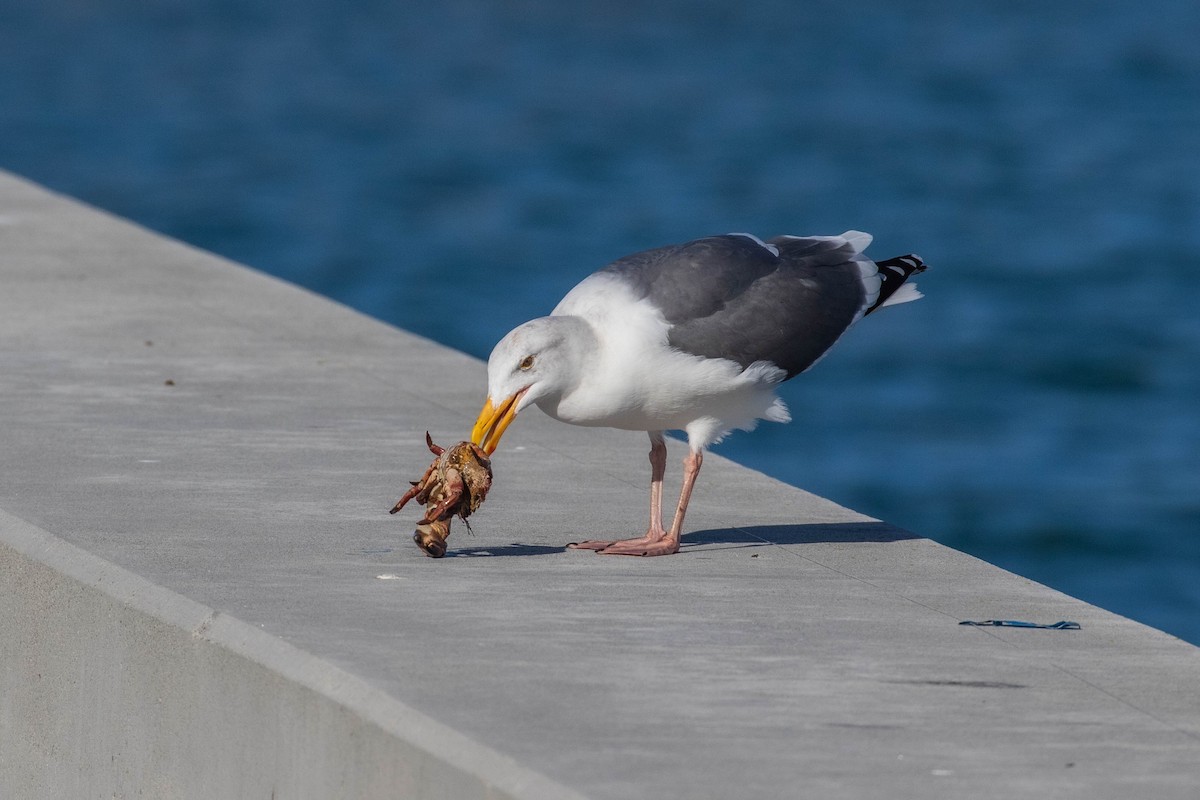 Western Gull - ML612176533