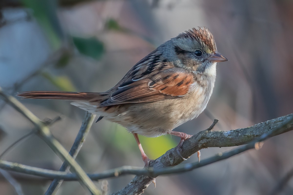 Swamp Sparrow - Rick Potts