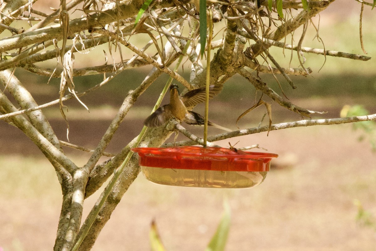 Длиннохвостый колибри-отшельник - ML612176655